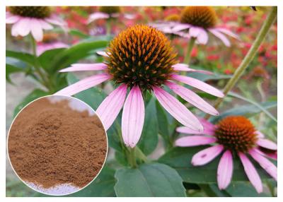 China Chicory Acid Antifungal Plant Extracts Echinacea Pururea Powder From Whole Herb for sale