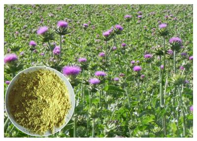 China Polvo amarillo claro CAS 65666 del extracto de Marianum del Silybum de la protección del hígado 07 1 en venta