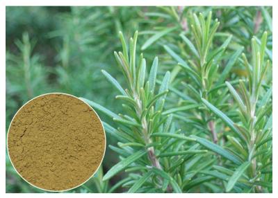 China Oxidación anti Rosemary del extracto herbario ácido de la planta de Ursolic para CAS cosmético 77 52 1 en venta