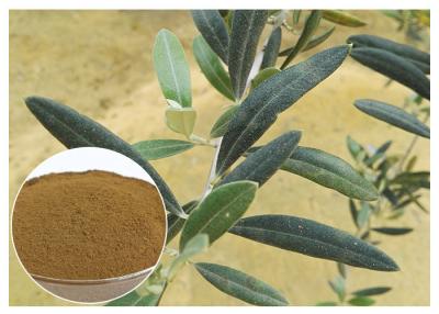 China Categoría alimenticia verde oliva natural del polvo del extracto de la hoja de 80 mallas que mejora el sistema inmune en venta