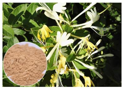 China Anti Bacterial Natural Flower Extracts Chlorogenic Acid 5% Honeysuckle Flower Extract Powder for sale