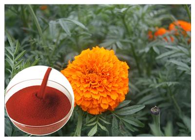 China Tagetes Erecta Flower Natural Flower Extracts Powder Preventing Eye Health for sale