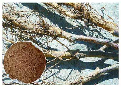 China Apple Tree Root Pure Natural Plant Extracts , Extraction Of Medicinal Plants CAS 60 82 3 for sale