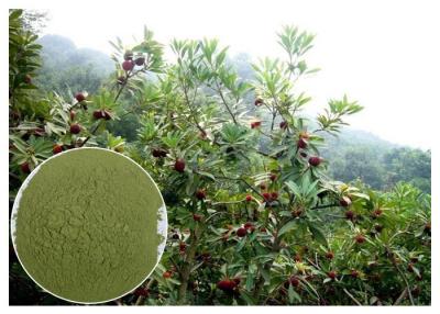 China Miricetina polvo inflamatorio anti natural de la corteza de la raíz del Bayberry de los suplementos del 10% - del 95% en venta