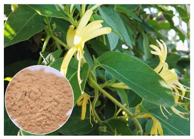 China Entzündlicher Geißblatt-Blumen-Antiauszug, 5% saurer Lonicera Japonica-chlorogenauszug zu verkaufen