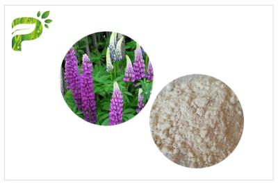 China High Purity Plant Extract Powder CAS 545 47 1 Anti Inflammatory / Bacterial Lupeol for sale