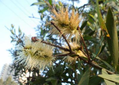 Chine huile satisfaite de mineur de Melaleuca Cajuputi d'huile d'Aromatherapy d'huiles essentielles d'arbre de 50% - de 60% à vendre