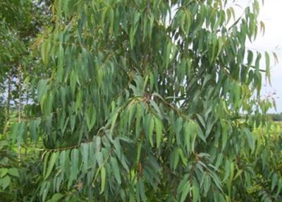 Cina Anti no. naturale fungoso 8000 di CAS dell'olio di eucalyptus globulus degli oli essenziali 48 4 in vendita