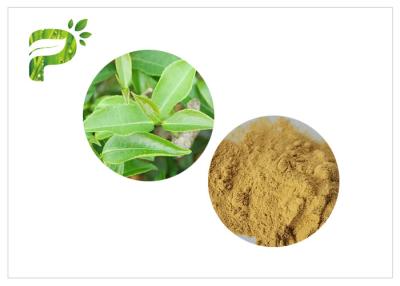 China HPLC de 2.0ppm 60 Mesh Green Health Powder com os Polyphenols do chá mais alto à venda