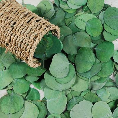 China Wedding Cake Decor 100% Natural Preserved Plants Bulk 400+ Pcs Dried Real Eucalyptus Silver Dollar Green Leaves Flower for sale