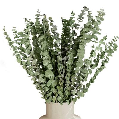 China eucalyptus dry preserved & lavender & new product pink 100% natural eucalyptus leaves dried greenery 20 pcs eucalyptus preserved plant stems for shower for sale