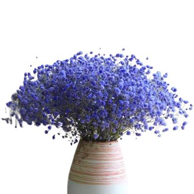 China Wedding A Grade Beautiful Design 17.2 Inch Blue Natural Gypsophila Dried Flowers 2500+ Branches Babies Breath Bouquet Flowers for sale