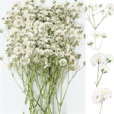 China Wedding Resin Wedding Invitation Scrapbooking Candle Making Blowing Flowers Paper Crafts 30Pcs Mini Dried Pressed Baby for sale