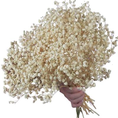 China Customized 2023 Wedding Package Bulk Cream Flowers 2000+ Big White Dry Dry Flowers Baby's Breath Bouquet Customized for sale