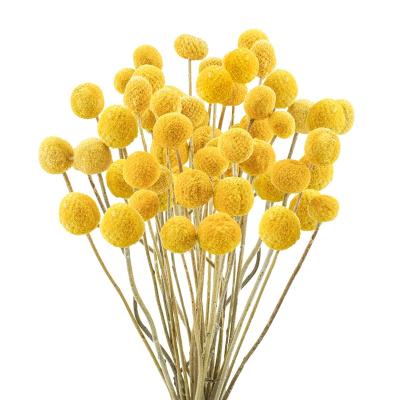 China Natural Dried Craspedia Preserved Dried Billy Balls Lavender Flowers 25mm Billy Buttons Yellow Bouquet for Floral Arrangements Wedding Home Decor for sale