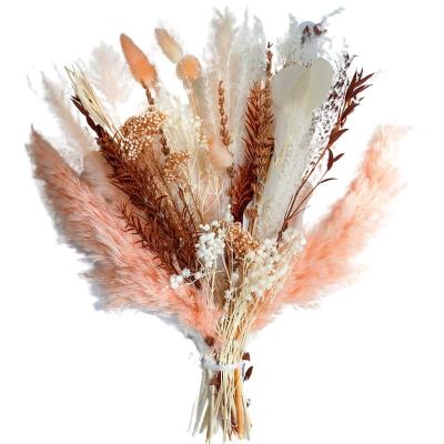 China Natural Dry Preserved Pampas Grass Flower Arrangement Inch Pampas Grass Best Gift Bouquet17 Blush Champagne Pampas Grass for sale