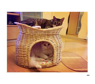 China Wholesale Custom Viable Cute Cat Cave Cat House Natural Hand - Woven Rattan Dog Bed for sale