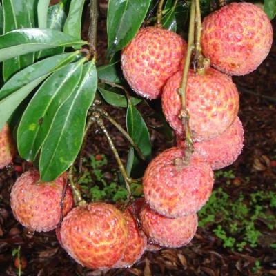 China fresh & New Cultivation Lychee Sweet Fresh Hot Selling Delicious Fruit Sweet Lychee for sale