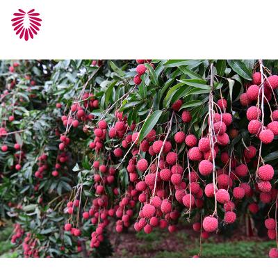 China Chinese fresh lychee price per kilogram 100% with GAP GLOBAL for sale