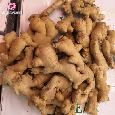 China China Fresh Ginger Ginger Size Ginger Buyer Export for sale