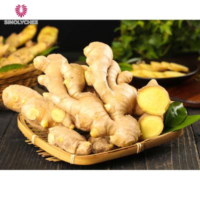 China 150g Fresh Up Fresh New Crop Ginger Price for sale