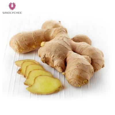 China 2022 Chinese market price high quality fresh newcomer ginger for sale