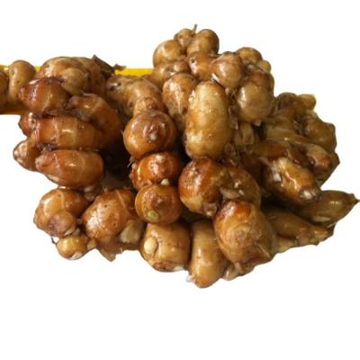 China Fresh Wholesale Chinese Condiments Exported Quality Fresh Sand Ginger for sale