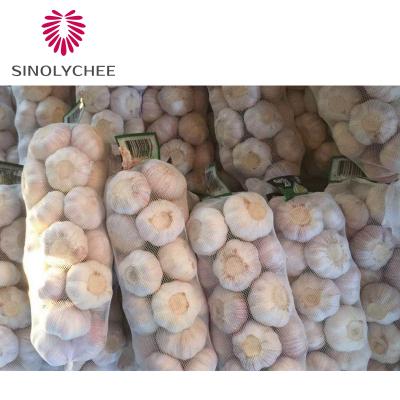 China Hot Fresh Garlic Online Chinese Supplier Online Sale Normal White Garlic for sale