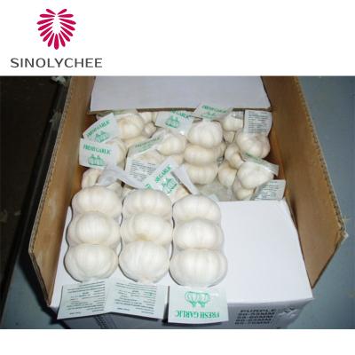 China Freezing Fresh Wholesale Fresh Garlic Suppliers Stocking Fresh Garlic for sale