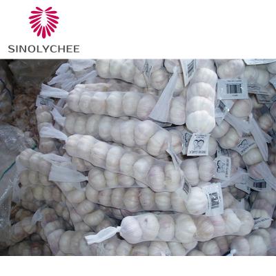 China 2022 Best New Corp Fresh Organic Garlic Online Supplier for sale