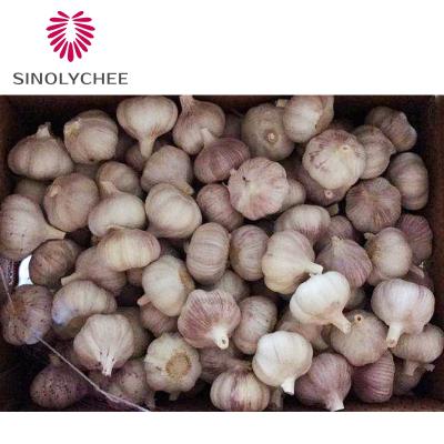 China Garlic Purple Garlic Whole Fresh Fresh Picked Fresh White Garlic Normal for sale