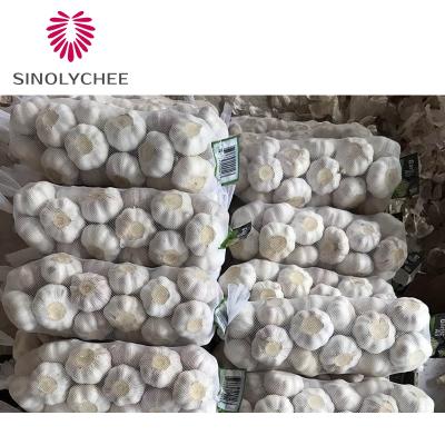 China Fresh Raw Fresh White Garlic Chinese Varieties Pure White Garlic for sale