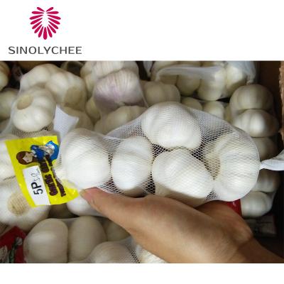 China 2022 Best Wholesale Fresh Garlic 5P Whole Garlic Direct Supply for sale