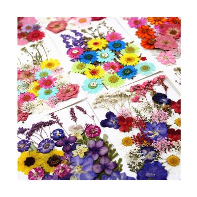 China Dry Pressed Flower Limited Time Goods DIY Wholesale Accessories Pressed Stems Dried Flowers for sale