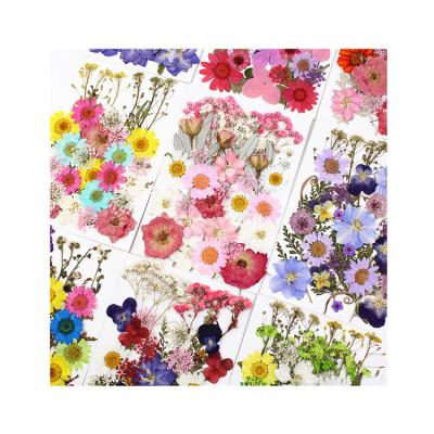 China New Product Launch Dry Pressed Flower Multiple Colors Different Real Pressed Flower Art Dry Flower Bag for sale