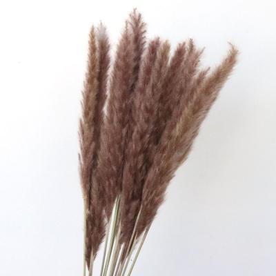 China Boho Style New Product List Multiple Colors Boho Style Pampas Grass Weddings Decorations for sale