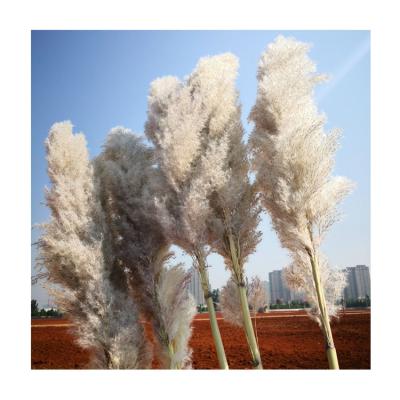 China Boho Style Unmatched Tall Gray Beige Pampas Grass Fluffy Dry Boho Style Home Decoration 120cm for sale