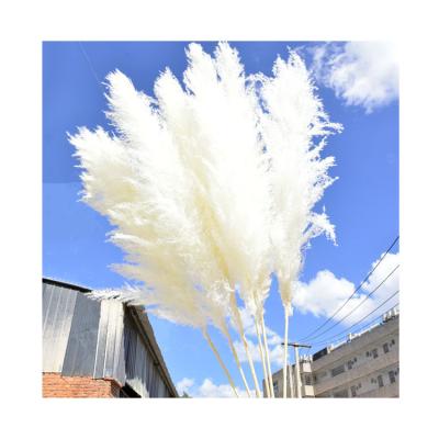 China Exceptional Boho Style Quality 48 Inch Pampas Grass Gray Beige Natural Dry Pampas Grass For Wedding Decoration for sale