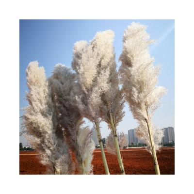 China Boho Style Factory Wholesale Well Bundled Beige Pampas Grass Bouquet Dried Pampas Fluffy Flowers for sale