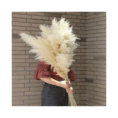 China Boho Style 120cm Large Gray Beige Pampas Grass Natural Dry Fluffy Boho Style For Hotel Shop Office Wedding for sale