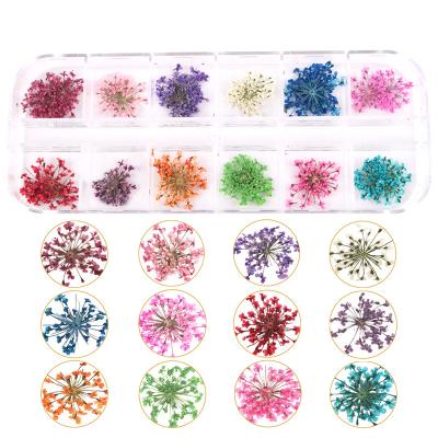 China Nail Decoration Flower Natural Dried Dry Plants For Women Nail Art DIY Manicure Accessories With Plastic Box for sale