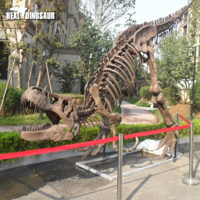 China Museum Dinosaur Extinction Fossil and T-Rex Dinosaurs Life Size Skeleton for sale