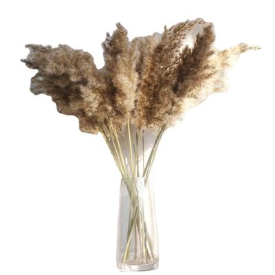 China 10 Pcs Colorful Pampas Grass Wedding Decor Flower Plants Group Decor Real Dry Natural Pampas Grass Real Dry Natural Pampas Grass for sale