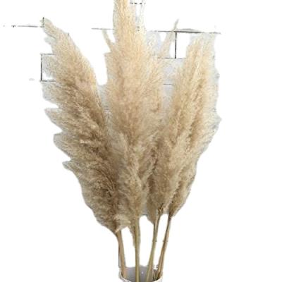 China Designs Dried For Pampas Grass Natural Gray For Vase Bedroom Party Home Decor for sale