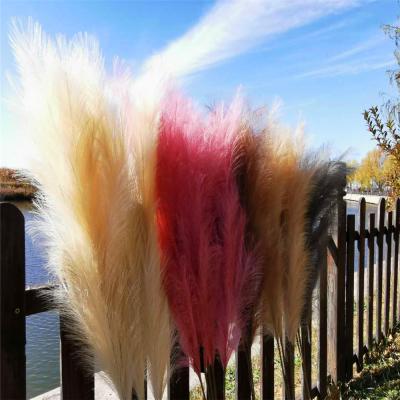 China 2021 L-The beautiful new colorful hot fake Pampas can be chosen in a variety of colors for home wedding decoration for sale