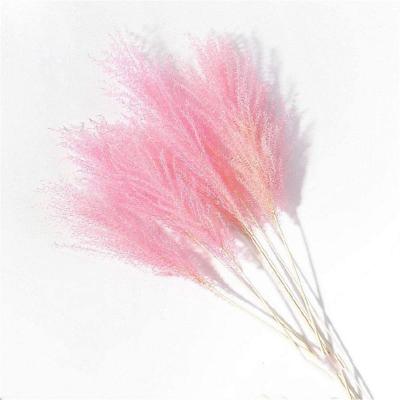 China Eco-friendly Pampas Natural Ornamental Flowers Dry Reed Rose Plants Wedding Bouquet Christmas Home Decor for sale