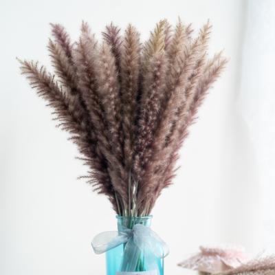 China Natural Touch Natural Dried Pampas Grass Durable Preserved Flower Dried Reed Grass for sale