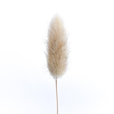 China Real Quality Dried Flowers Natural Dry Bunny Tail Grass Dried Lagurus Natural Dry Bunny Tails Grass Wholesale High for sale