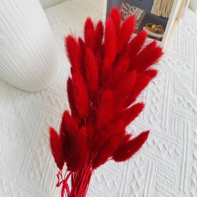 China Real Natural Dry Bunny Tail Grass Wholesale Christmas Valentine's Day Dried Bunny Tail Grass Red Bunny Tail Grass Flower Decoration for sale