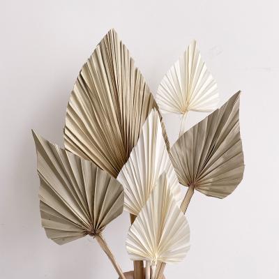 China Wholesale Natural Boho Home Decorative Flower Dried Palm Leaves Wall Decor Preserved Home Palm Fan Leaf for sale